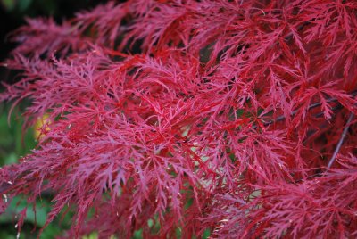 Acer palmatum 'Dissectum atropurpureum' - javor dlanitolistý - podzimní listy